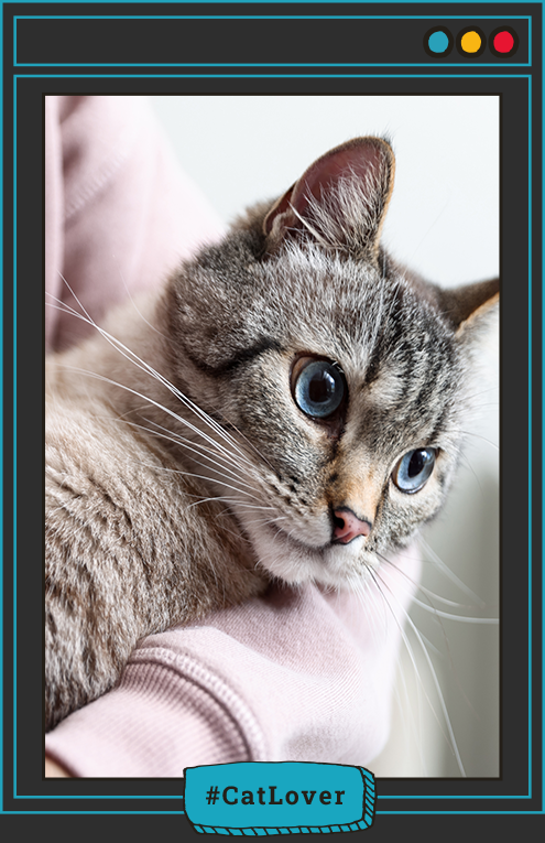 cómo adaptar un gato a una casa nueva